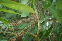 Debregeasia longifolia